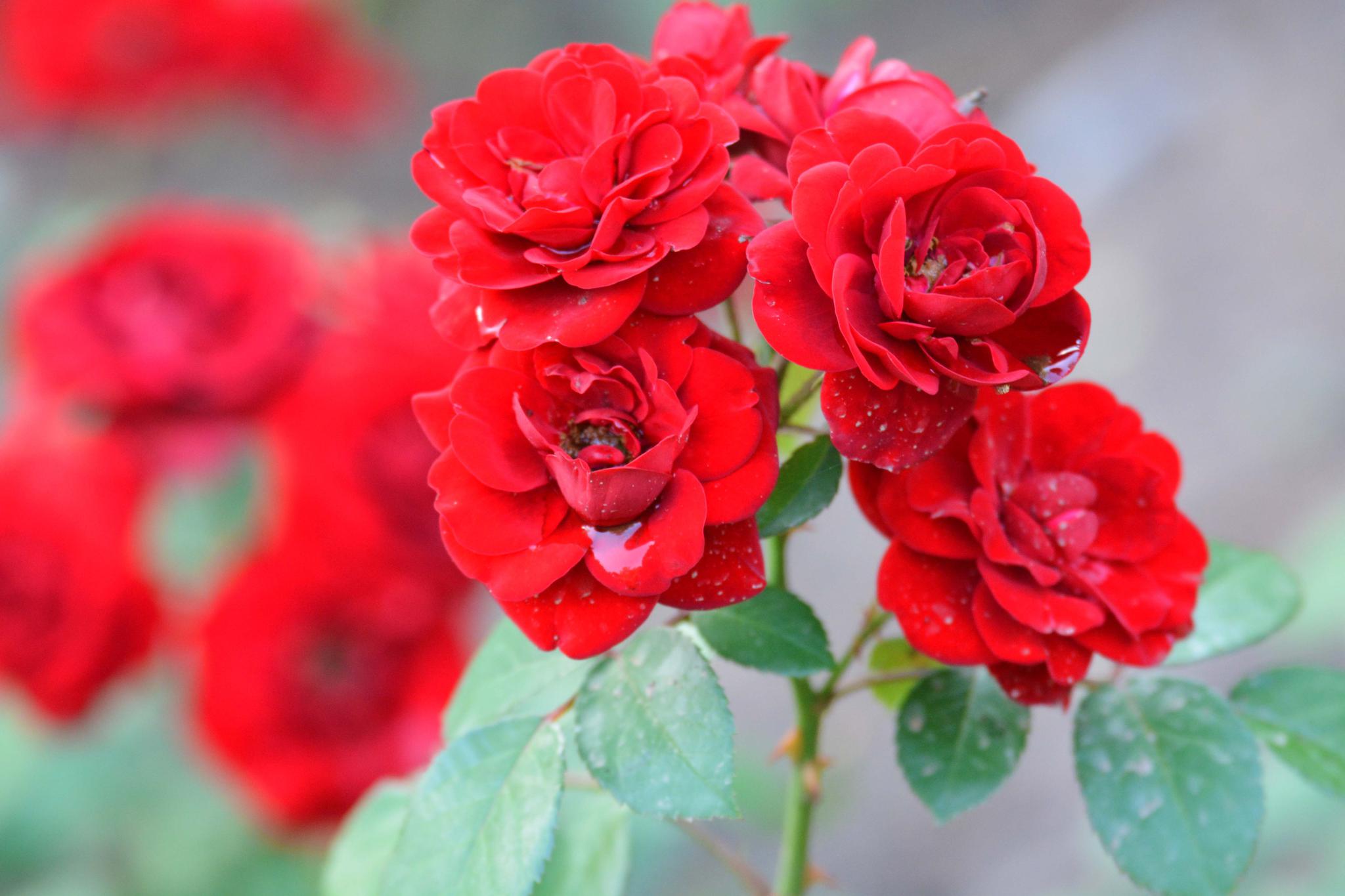 红色月季花原创摄影