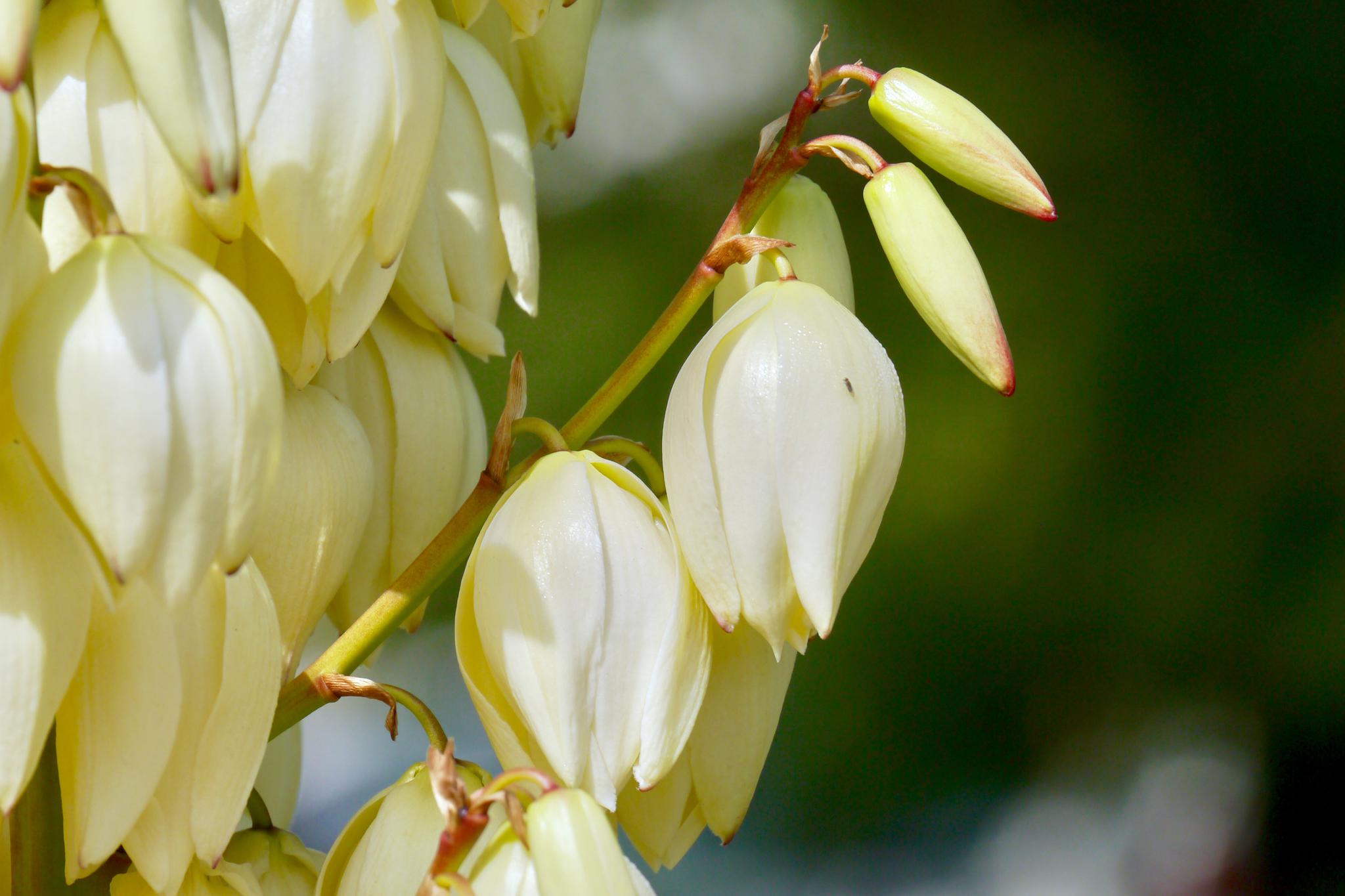 凤尾兰和丝兰的区别(凤尾丝兰有什么寓意吗)