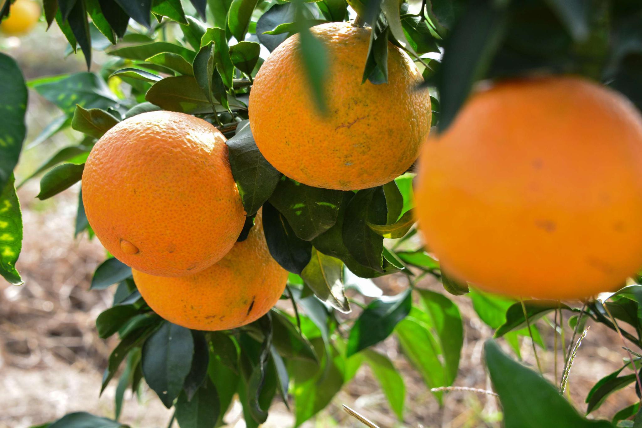 无锡地产水果鸿翔橙子即将成熟上市,锡山安镇鸿翔家庭农场.