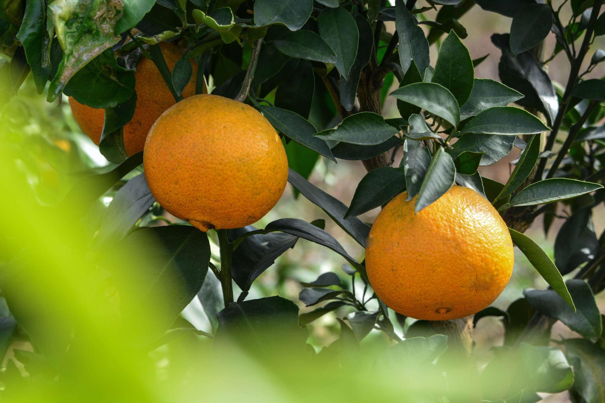 无锡地产水果鸿翔橙子即将成熟上市,锡山安镇鸿翔家庭农场.