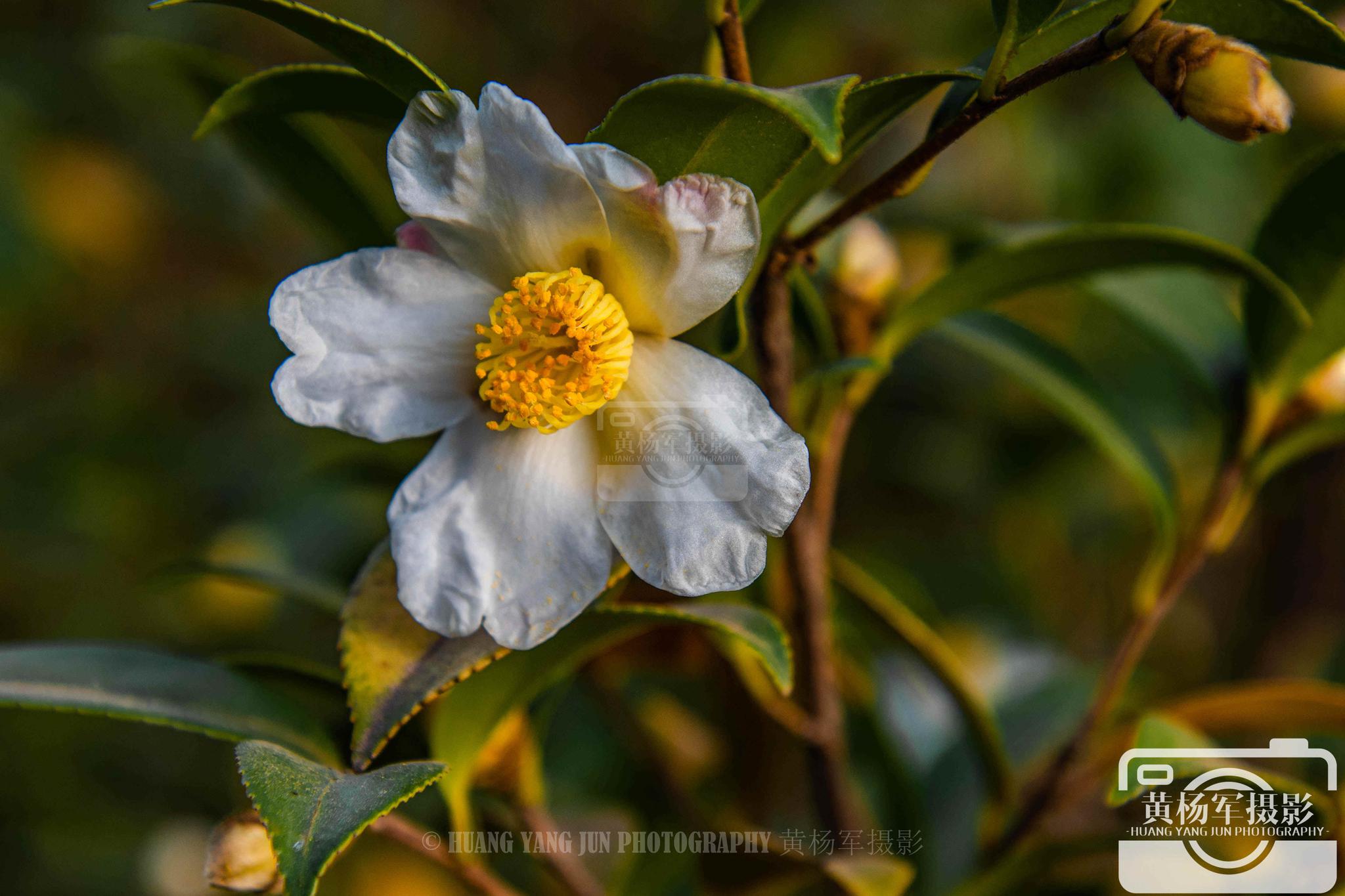 江西于都河田村,冬日油茶花绽放的美丽,山间绚丽的花