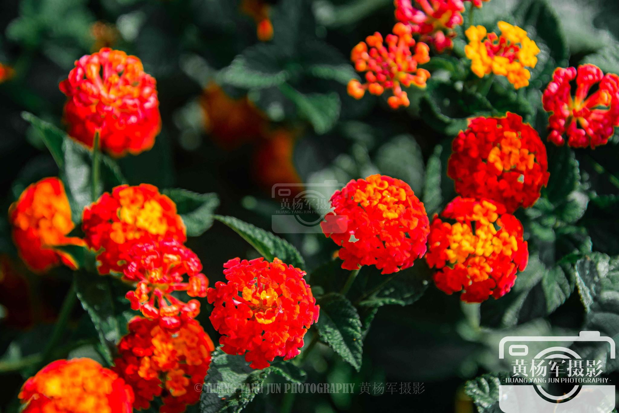 阳光下马缨丹花开绽放的娇美