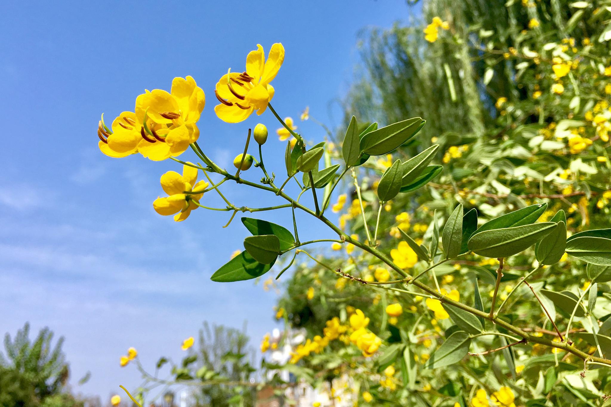 好漂亮的黄色 花实并茂的伞房决明 好漂亮的黄色 花实并茂的伞房决明
