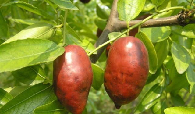 深山里的美味野果,一口下去甜到心坎里去,吃过的朋友请举手