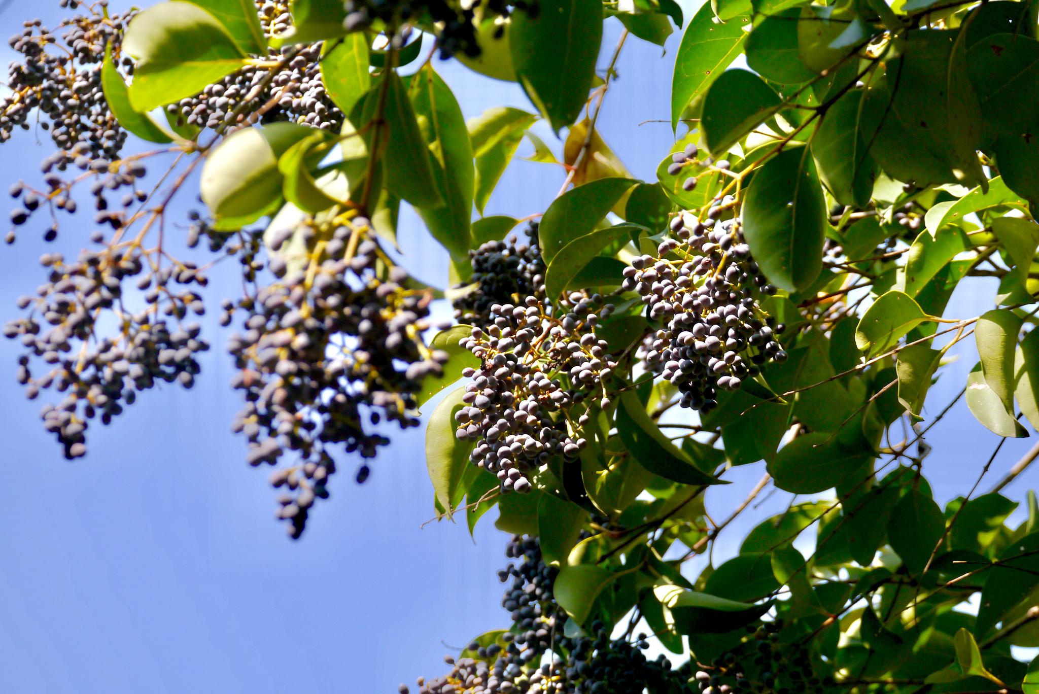 女贞树·果实_高清图集_新浪网