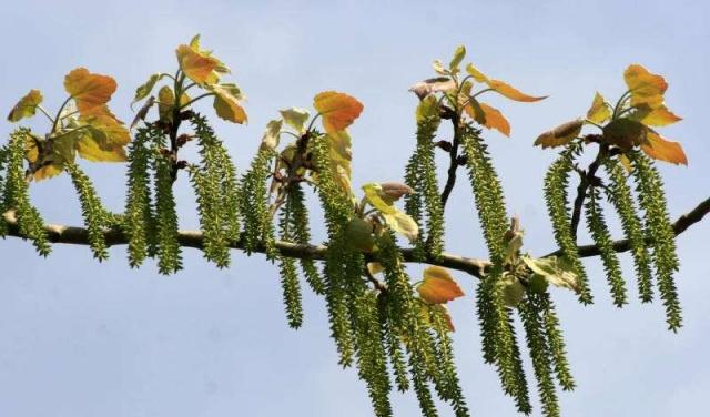 第2个就是杨树花,现在农村的杨树上就已经开花了,而有的杨树花已经长