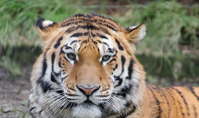 属"虎"人:财运财帛利市,事业富贵逼人,好事连连!|富贵逼人|财运|肖虎_