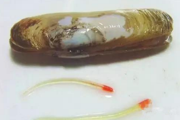 海鲜里发现一条线状 透明寄生虫 餐馆老板称其是蛏子的宝贝 海鲜里发现一条线状 透明寄生虫 餐馆老板称其是蛏子的宝贝