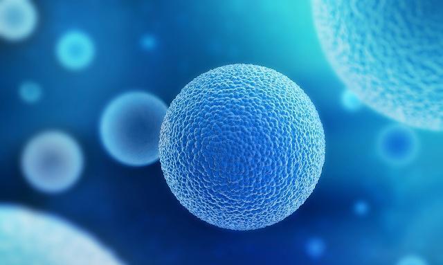备孕女性:卵泡多大能受孕?关于卵泡的知识,希望你能了解!|卵泡|卵子|受孕_新浪新闻