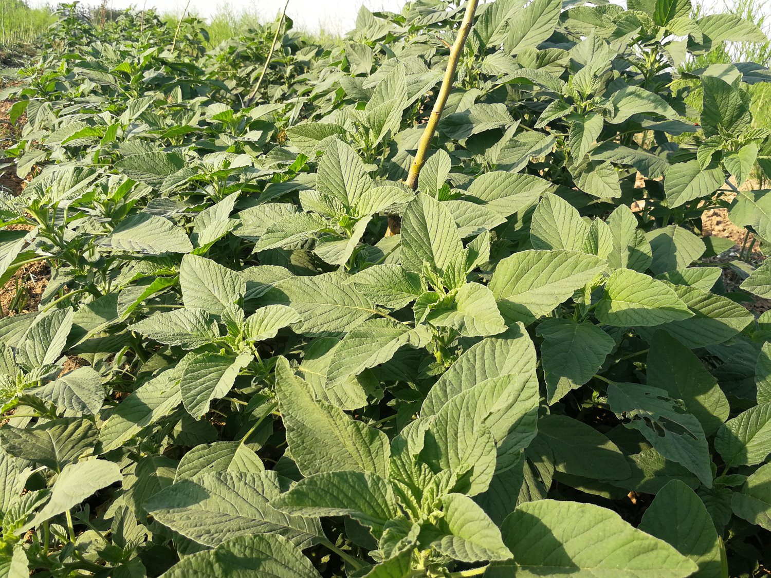 野菜中的长寿菜,天然的消炎药,怎么做都好吃