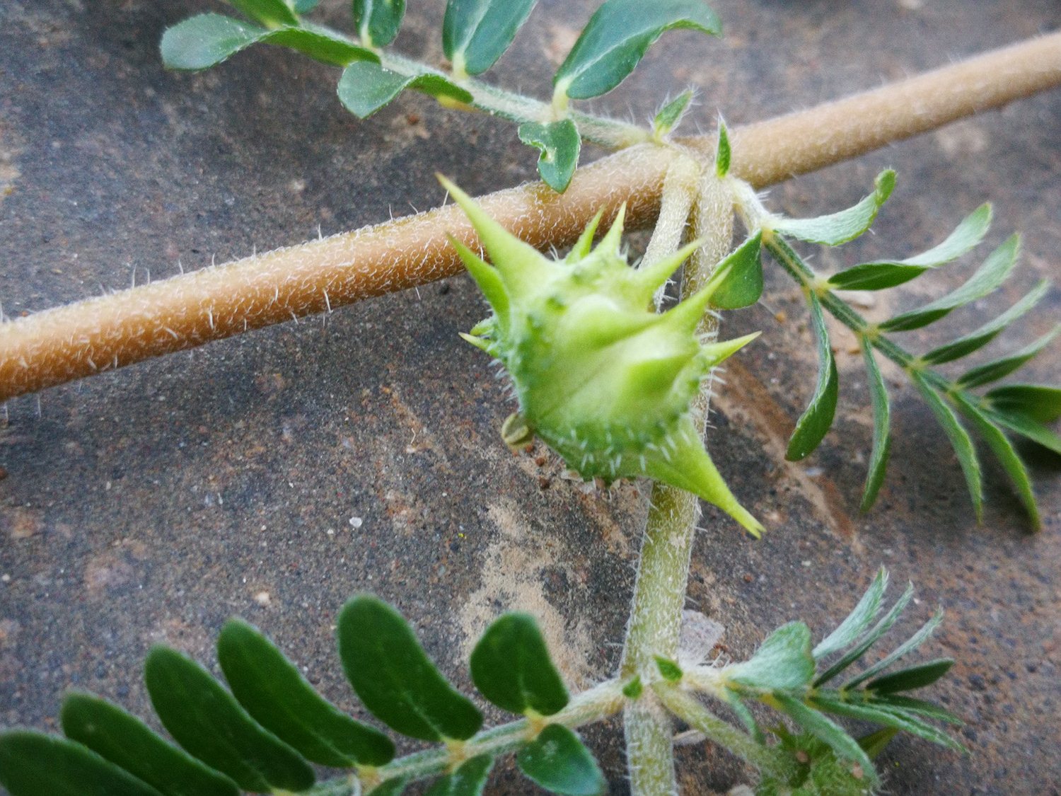 农村一种野草,老农见了唯恐避之不及,滋阴补肾有奇效