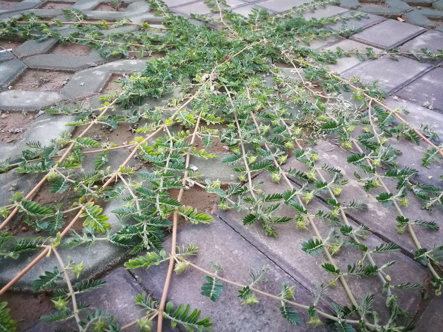 蒺藜狗子草图片