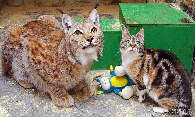 野生猞猁与家猫一起长大，虽然体型差超多但还是好朋友|小猫|空间|动物园|游客|猫科_新浪新闻