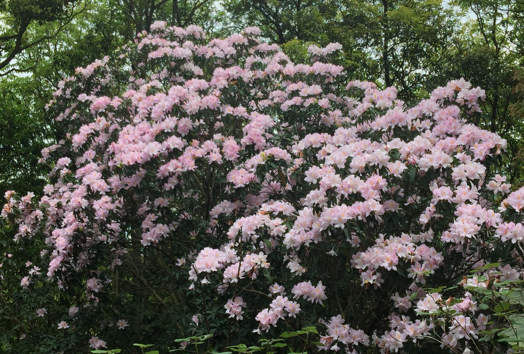 烟雨梧桐 梧桐山这个季节最美 漫山遍野的杜鹃花 一片花的海洋 烟雨梧桐 梧桐山这个季节最美 漫山遍野的杜鹃花 一片花的海洋