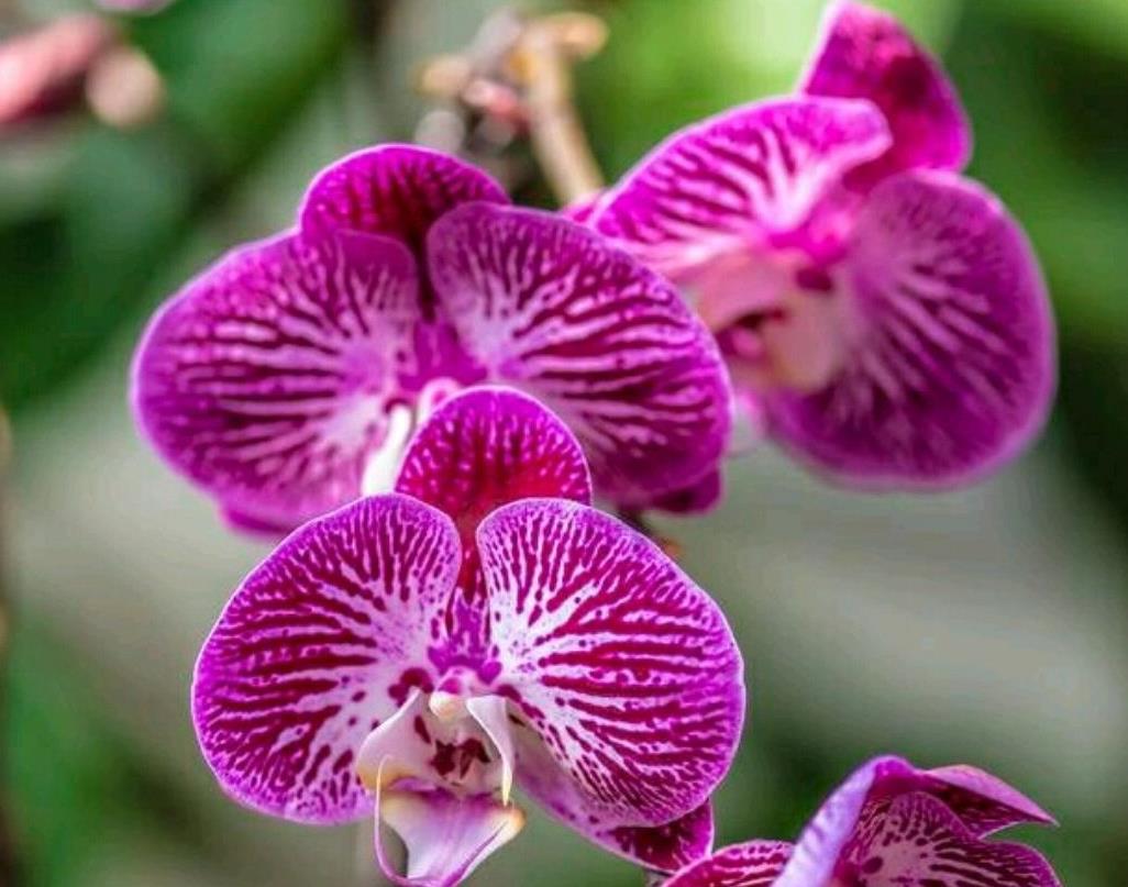 谢花的蝴蝶兰花梗不用剪 只需一招 花梗再次爆芽开花满枝头