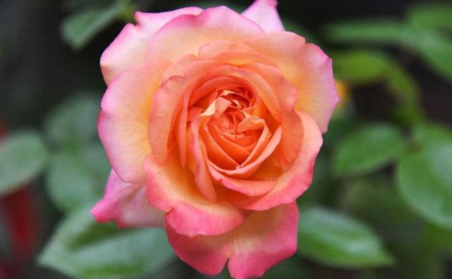 趣味测试:下面哪朵玫瑰让你更喜欢?测试你的魅力来源于哪里