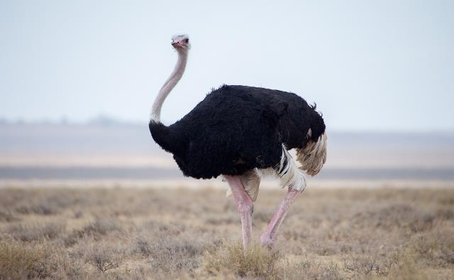 世界腿最长的鸟类,大脑还没眼睛重,可一脚踢死狮子猎豹!