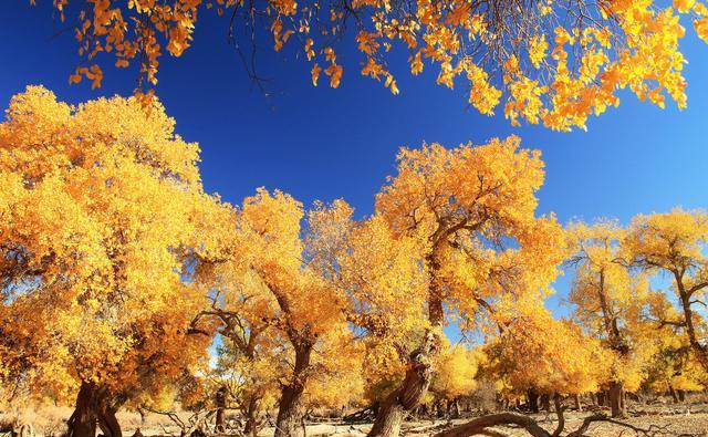 额济纳旗胡杨林,被评为中国最美的秋色,有三千年惊人的生命力