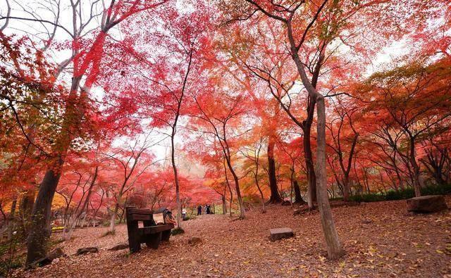 旅游：深秋的南京栖霞山满目枫叶红似火