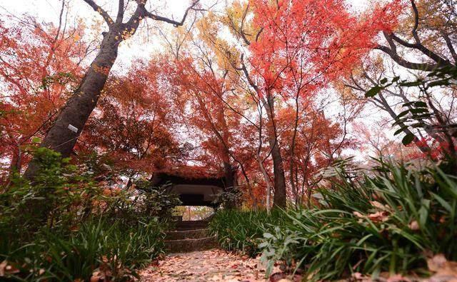 旅游：深秋的南京栖霞山满目枫叶红似火