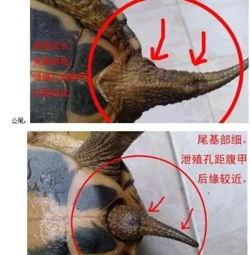 龟类出现性别差异的现象,你了解多少?