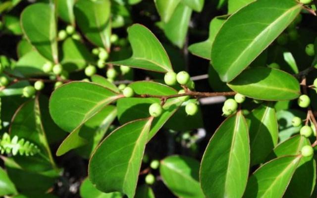 农村有种过山龙浑身是宝治风湿疼痛有奇效还能泡药酒