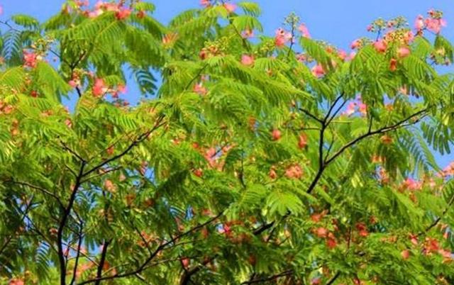 相思树合欢枝看懂你会哭的这是诗人写给自己和妻子的