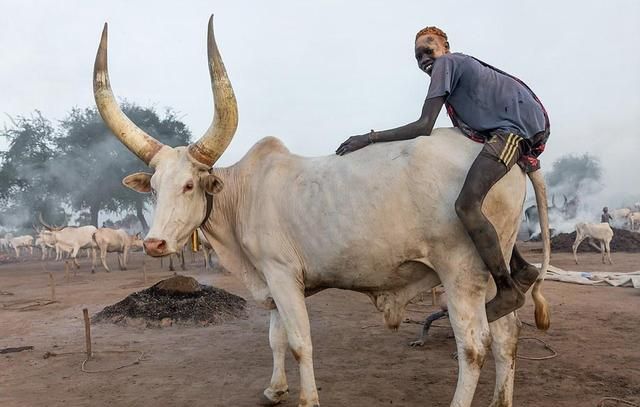 南苏丹有个蒙达里部落,用牛尿洗头染发,牛粪涂抹在皮肤上驱蚊