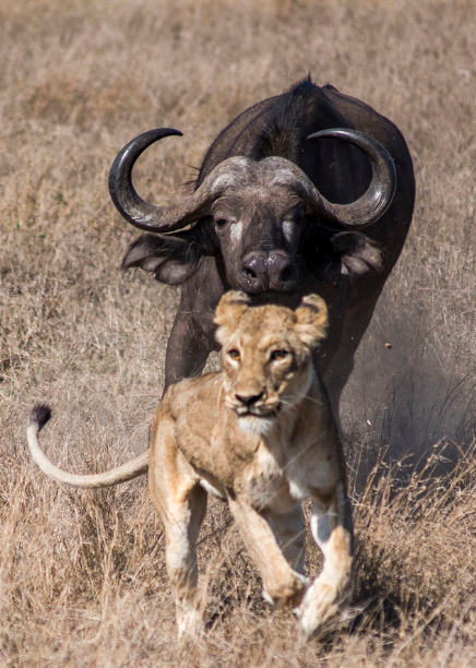 狮子捕猎水牛失算反遭围堵,草原之王抱头逃窜好尴尬