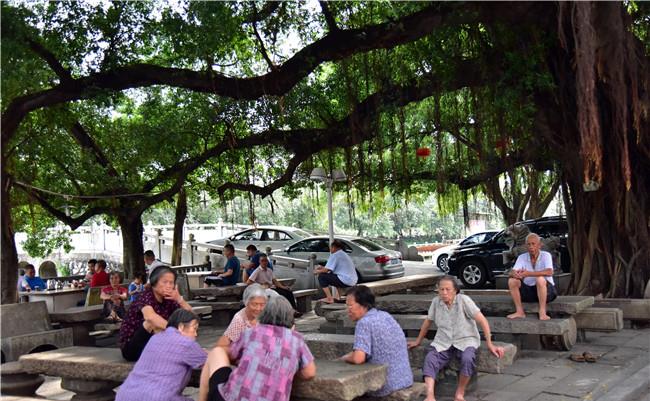 佛山老人保留着榕树下乘凉的习俗,他们说乘的不止是凉还有乡愁