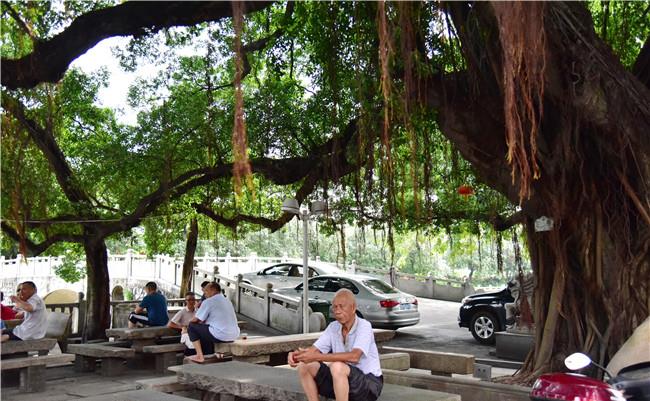 佛山老人保留着榕树下乘凉的习俗,他们说乘的不止是凉还有乡愁