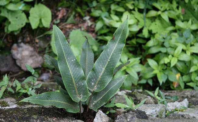 生活的时候,大家应该都有过类似的体验,那就是农村随处都能捡到植物
