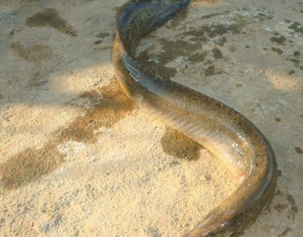 这种食物长相凶猛,却被称为"水中人参",很多人看了都害怕