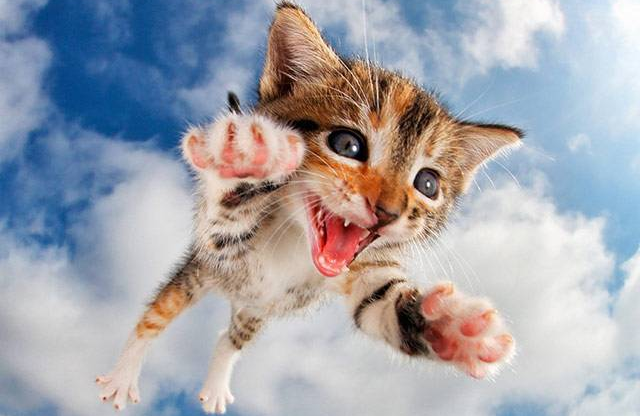 猫咪疯狂掉毛真的是换季问题吗其实都是铲屎官的错