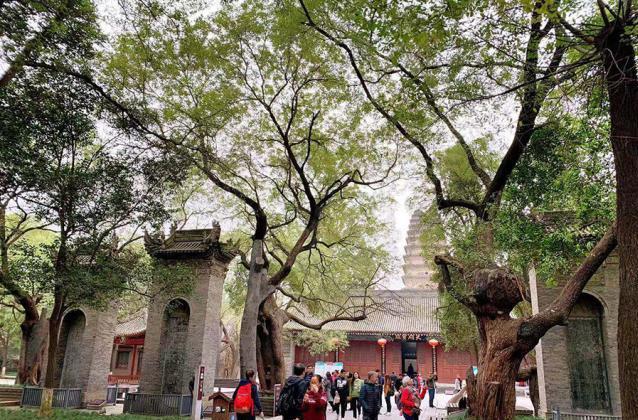 西安有座寺院古树参天,千年老槐树枝丫茂密!秋季美得让人心醉|小雁塔_新浪新闻