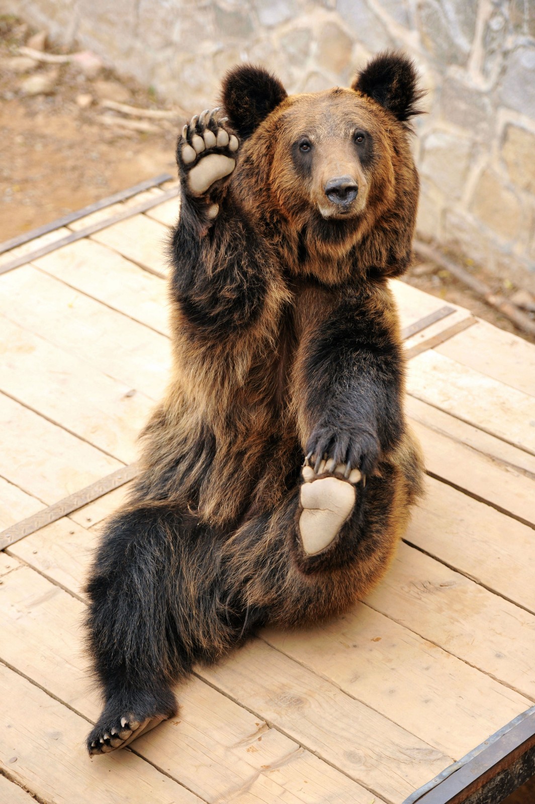 山东青岛:憨萌棕熊惹人捧腹|棕熊|山东青岛|野生动物世界_新浪新闻