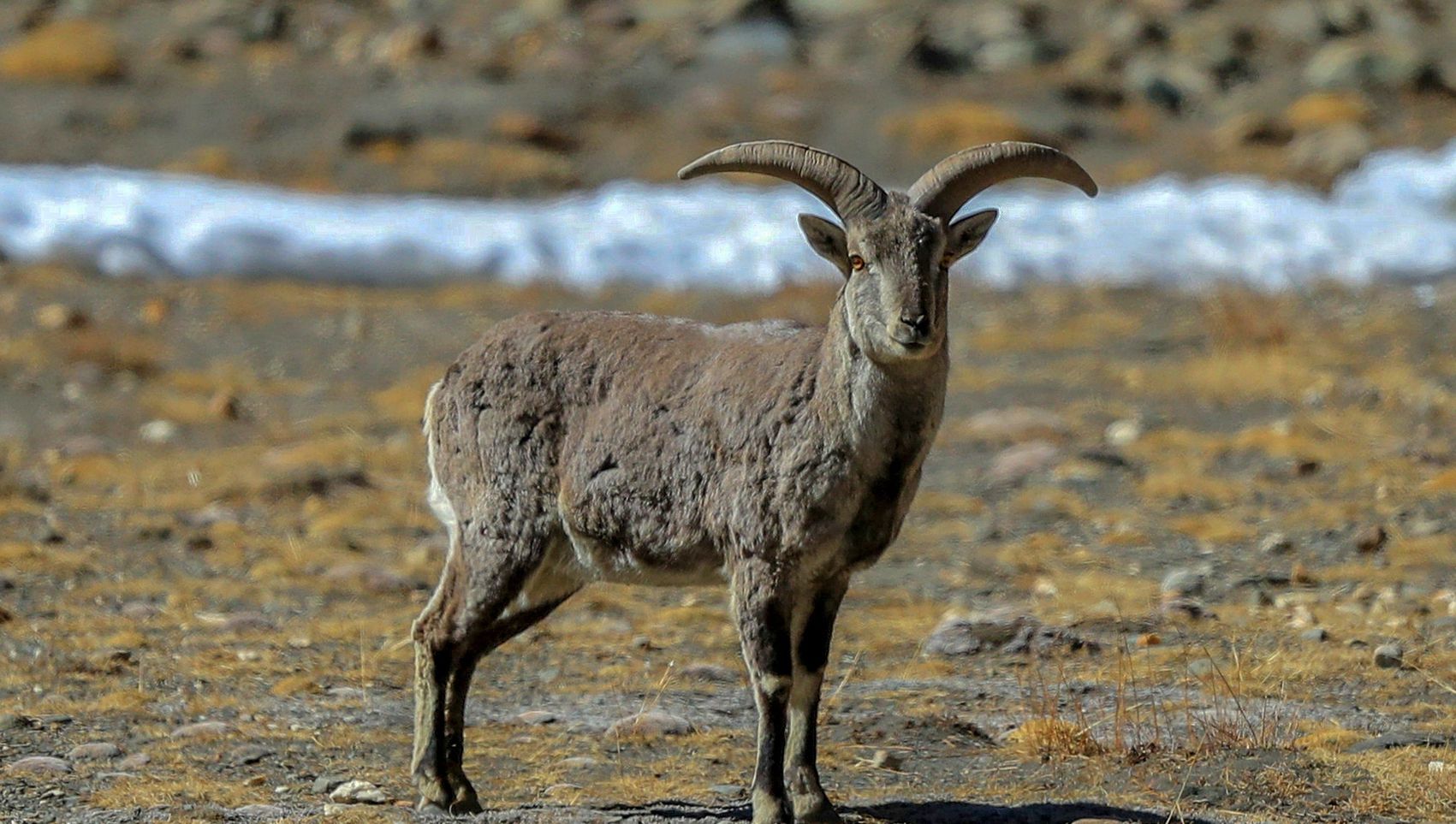 岩羊悬崖峭壁上的舞者悬崖跑酷只为生存