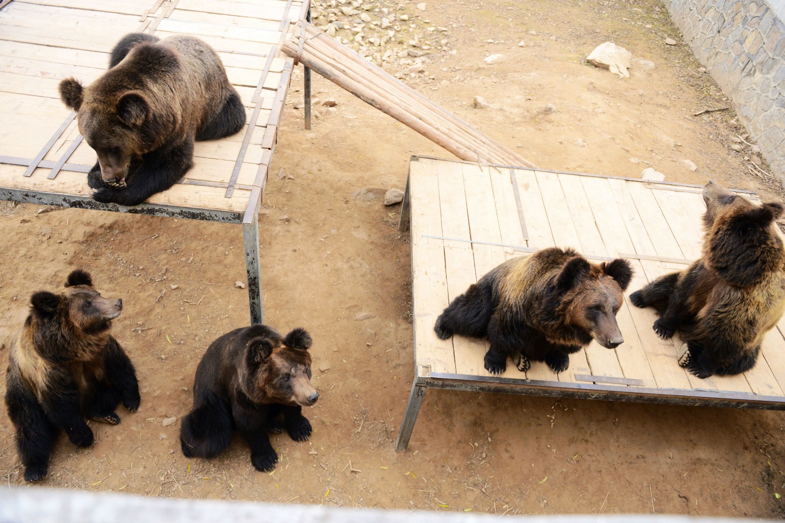 山东青岛:憨萌棕熊惹人捧腹|棕熊|山东青岛|野生动物世界_新浪新闻