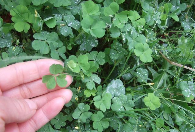 与香气的饮料,所以这个酢浆草也是酸酸的,并且叶子是呈现三叶草的模样