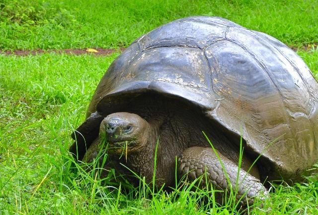 四爪陆龟你们知道吗 厚重的壳你们喜欢这类龟吗