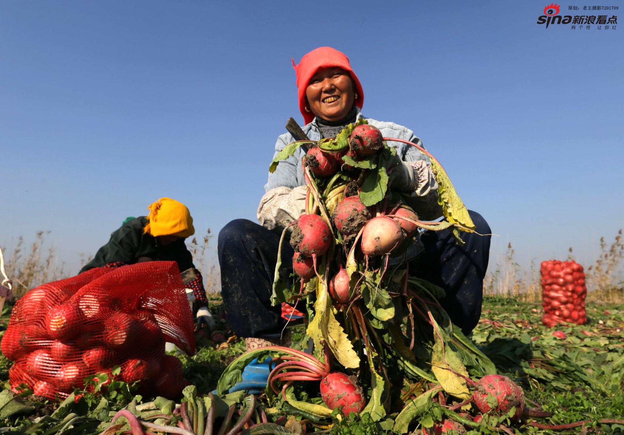 兴化边城村首种常州红萝卜喜获丰收 百姓乐开花_高清图集_新浪网