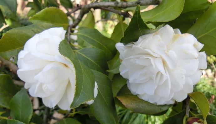 喜欢菊花不如养盆白茶花白雪塔花白如雪高雅纯洁