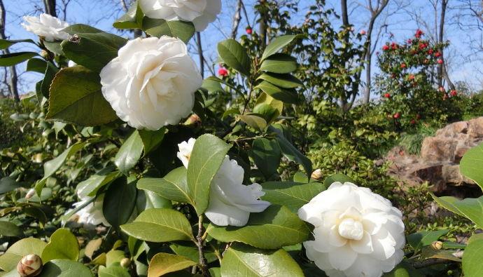喜欢菊花不如养盆白茶花白雪塔花白如雪高雅纯洁