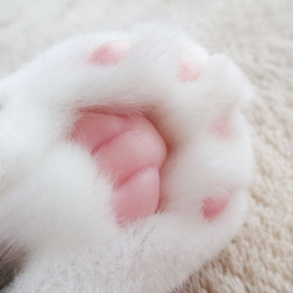 被这只拥有一双粉嫩小萌jio而爆红网络的小折耳猫咪爪爪图萌化了