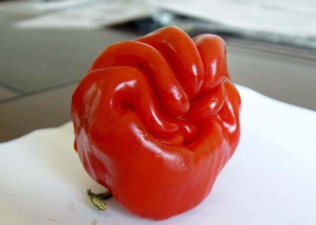 千奇百怪的观赏辣椒您见过多少看后会让你大饱眼福想种想吃