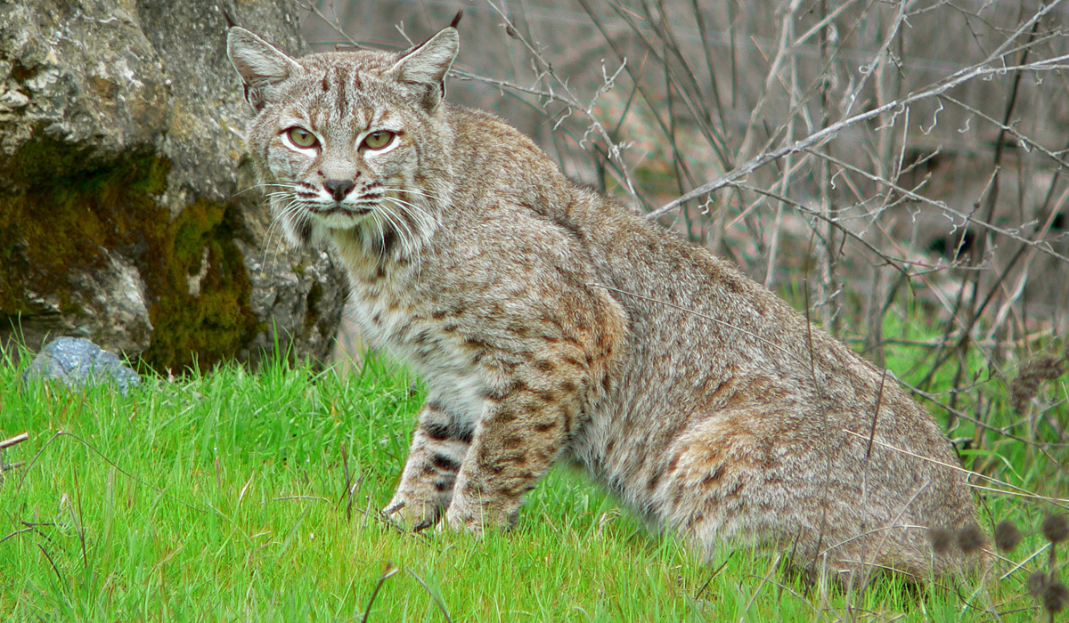 外形极像猞猁的猫科动物:是天生的猎手,也是农田的守护神