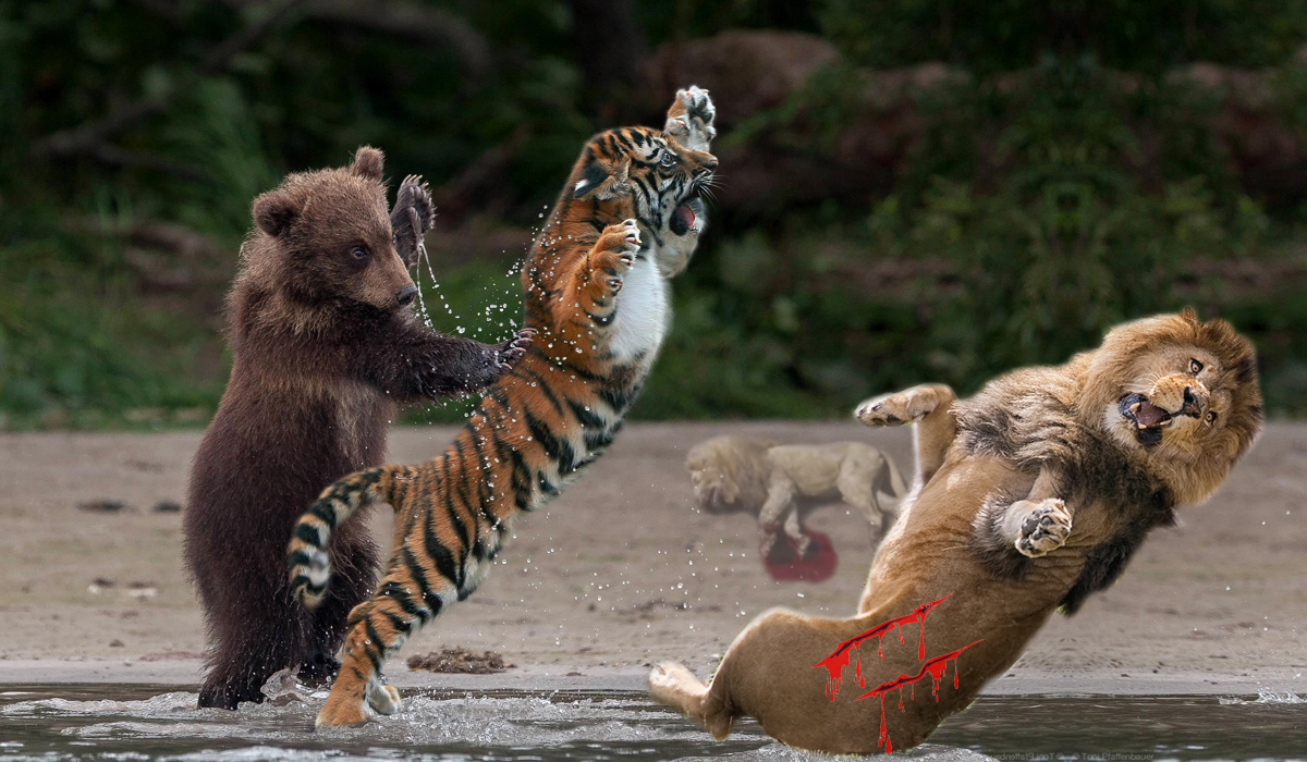 老虎棕熊狮子食肉搏斗实力哪一个更厉害