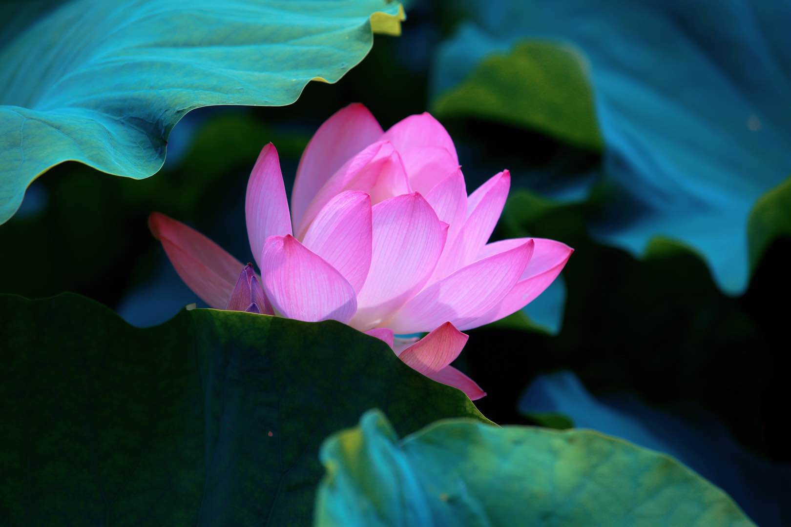 夏天是赏荷花的季节分享一组自己的荷花摄影作品