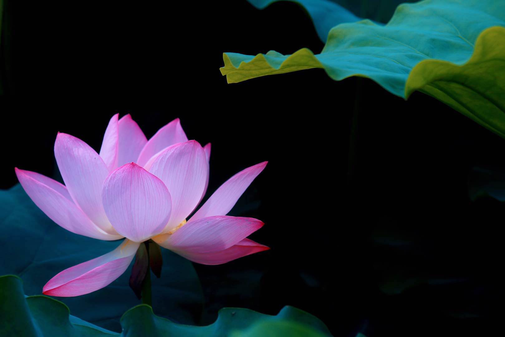 夏天是赏荷花的季节,分享一组自己的荷花摄影作品