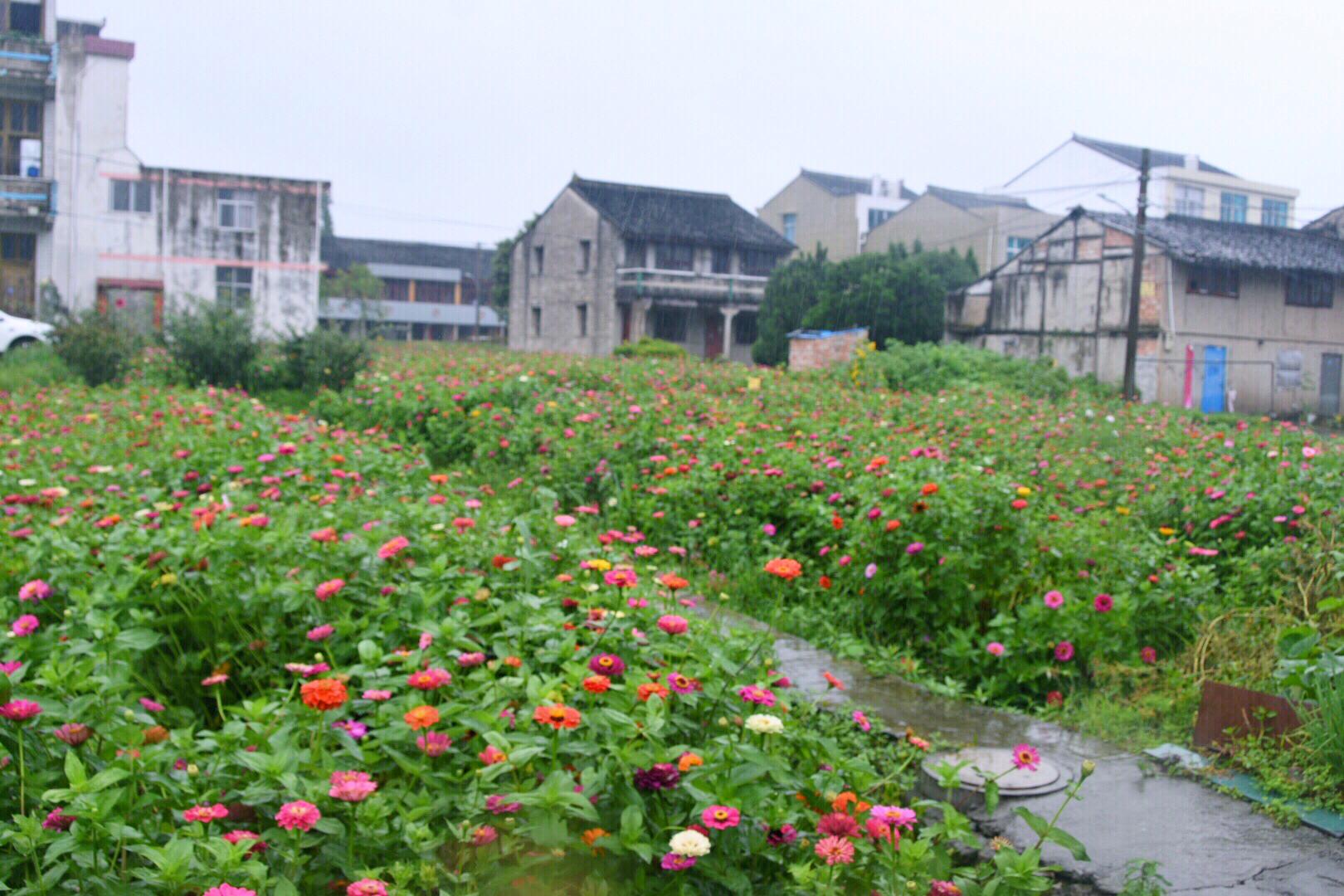 房前屋后满鲜花美丽新农村拍于新河六闸